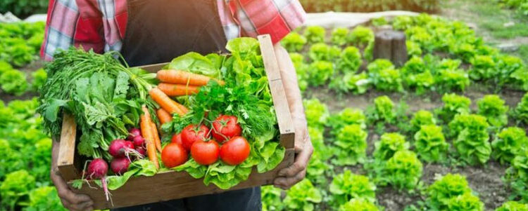 Zoom producteur : la profession de maraîcher en France Zoom producteur : la profession de maraîcher en France